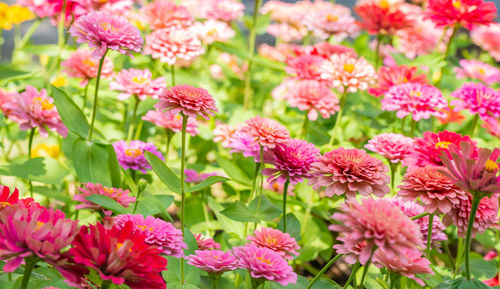 Close-up of pink flowering plants