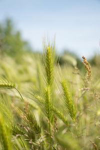 Close-up of wheat field