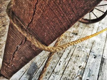 Close-up of lizard on tree trunk