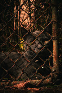 Close-up of chainlink fence in forest