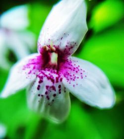 Close-up of pink flower