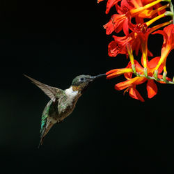 hummingbird