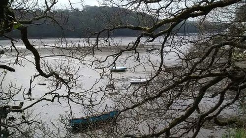 Bare trees by calm lake