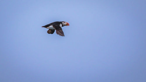 A puffin streaks across the sky during an icelandic summer
