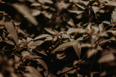 Close-up of dry leaves on land