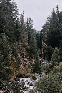 Pine trees in forest against sky