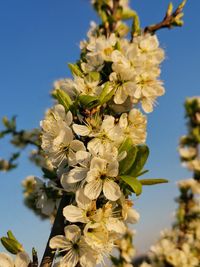 Close-up of cherry blossoms against clear sky