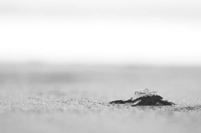 Hatchling on sand at beach