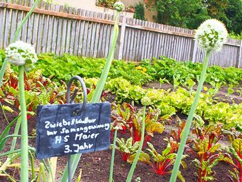 Information sign on plant