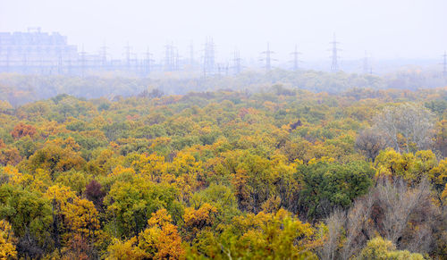 Trees on landscape during autumn