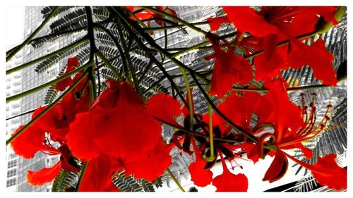 Close up of red flowers