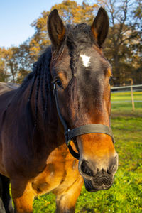 Close-up of horse on field