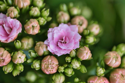 Close-up of pink roses on plant