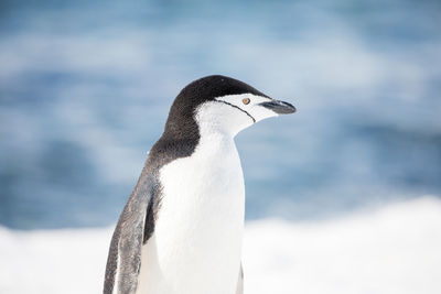 Penguin on snowy field