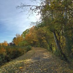 Scenic view of trees against sky