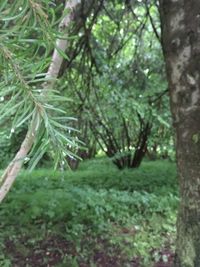 Plant growing in forest