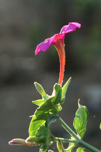 Close-up of pink flowering plant