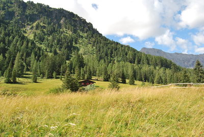 Scenic view of trees on field against sky