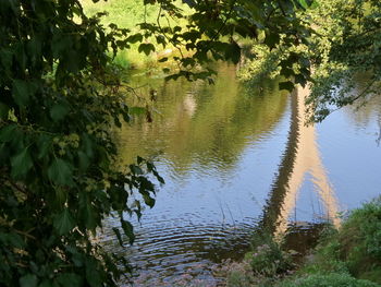 Scenic view of river in forest