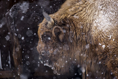 View of an animal during winter