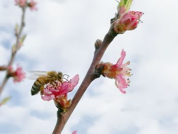 Close-up of insect on pink flower