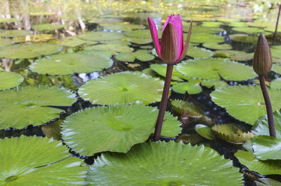 Close-up of lotus water lily in pond