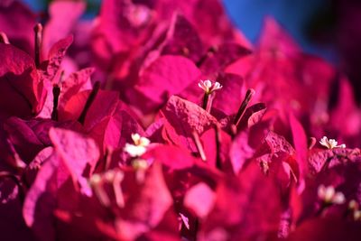 Close-up of pink bougainvillea flowers