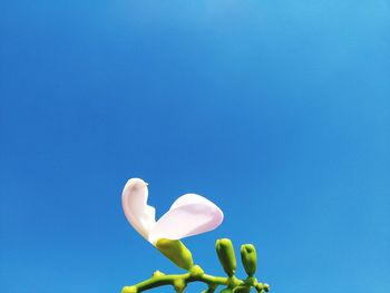 Low angle view of balloons against blue sky