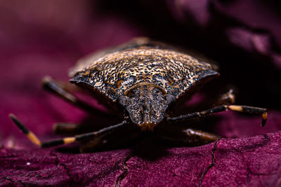 Close-up of insect on flower