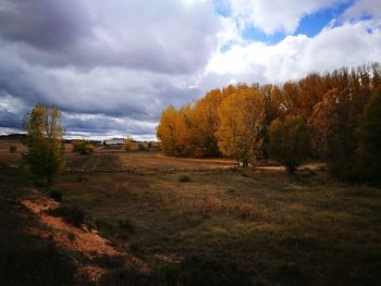 Trees on field against sky