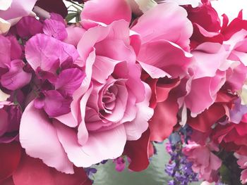 Close-up of pink roses blooming outdoors