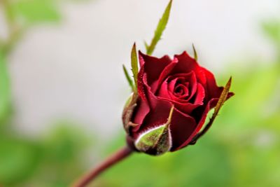 Close-up of red rose