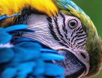 Close-up of peacock