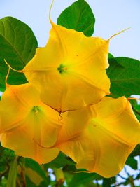 Close-up of yellow flowers