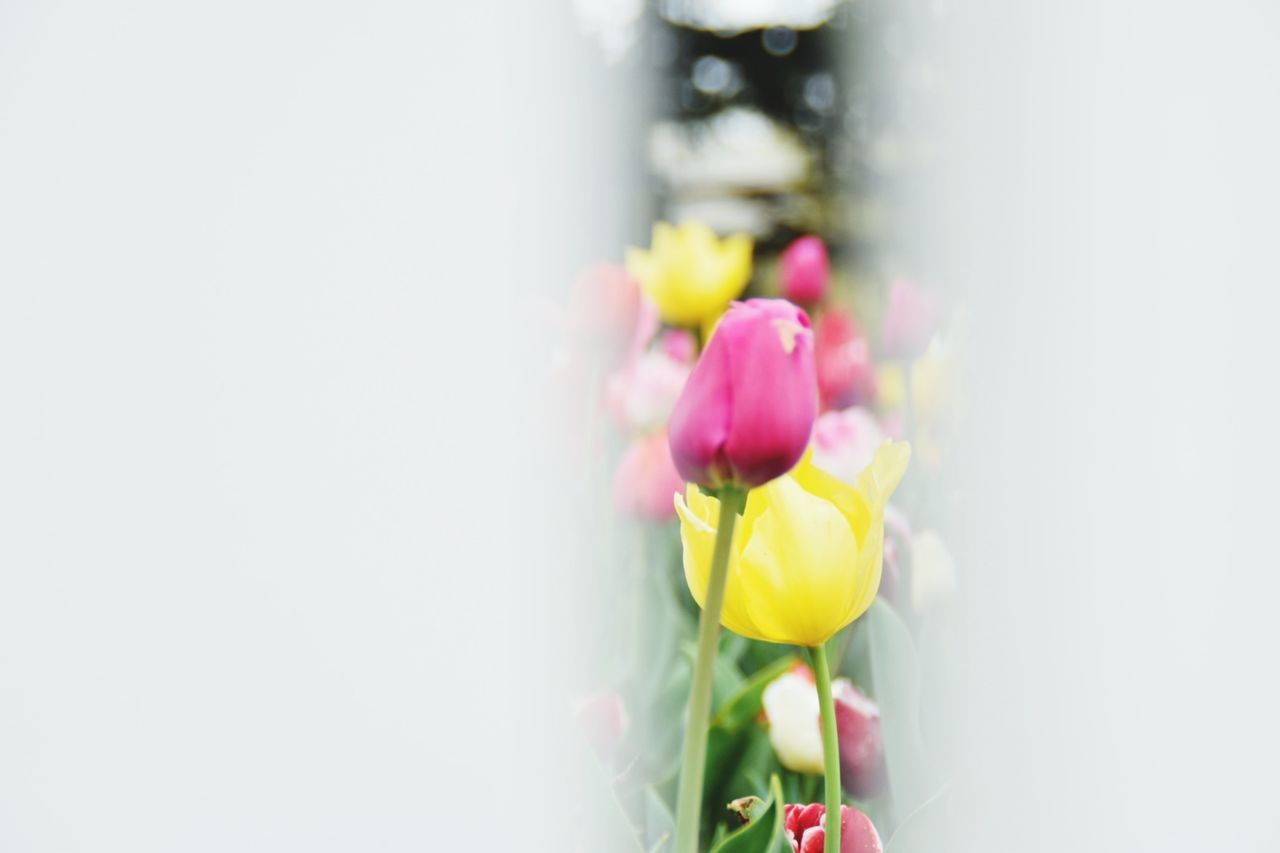 flower, flowering plant, plant, beauty in nature, freshness, vulnerability, fragility, copy space, close-up, nature, flower head, petal, inflorescence, no people, selective focus, indoors, pink color, multi colored, yellow, studio shot, flower arrangement, bouquet