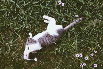 High angle view of cat on grass