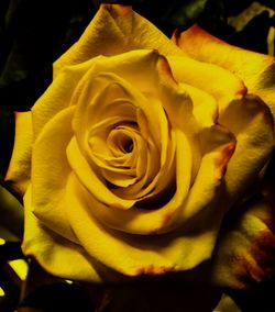 Close-up of rose