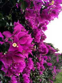 Close-up of purple flowers