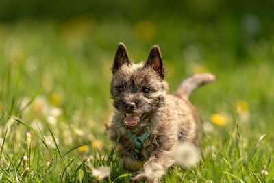 Portrait of dog on field