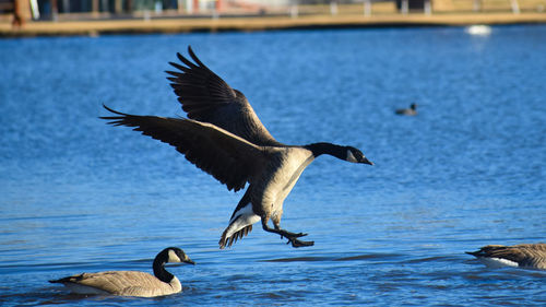 Bird flying over lake