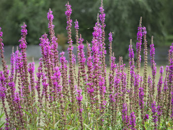 Close-up of pink flowering plants on field