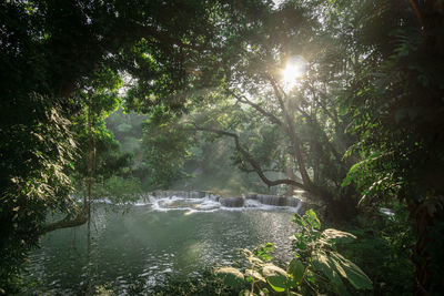 Scenic view of waterfall in forest