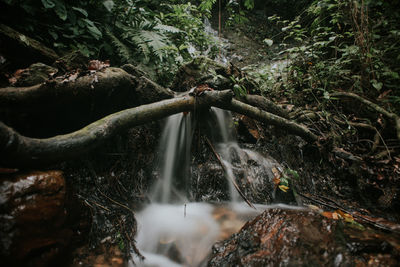 Close-up of water flowing from pipe in forest