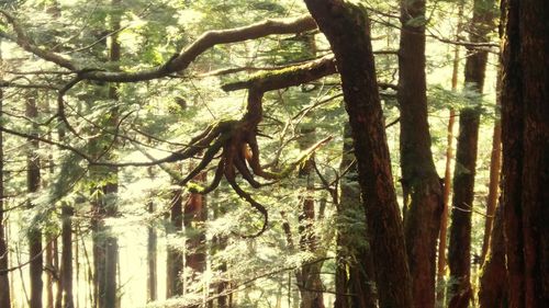 Low angle view of trees