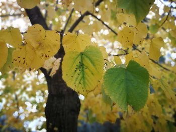 Close-up of yellow leaves on tree