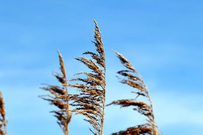 Low angle view of plants against clear blue sky