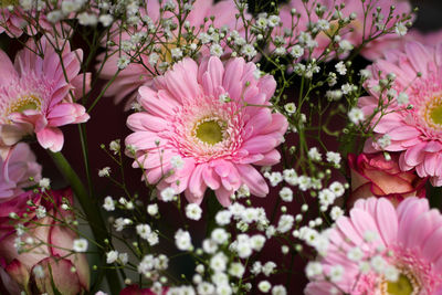 Close-up of pink flowering plants