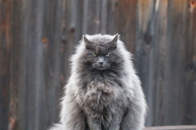 Close-up portrait of a cat