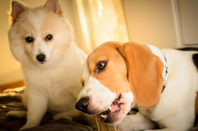 Close-up portrait of a dog at home