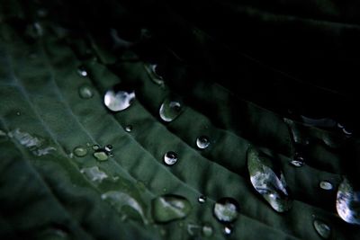 Close-up of water drops on leaves